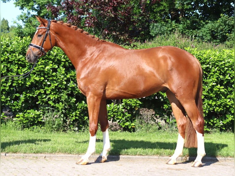 Hanoverian Gelding 4 years 16,2 hh Chestnut-Red in Selsingen