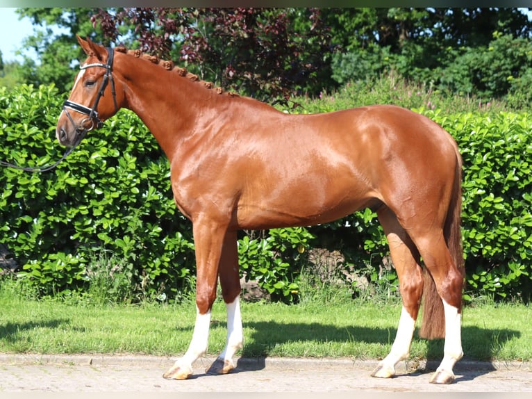 Hanoverian Gelding 4 years 16,2 hh Chestnut-Red in Selsingen