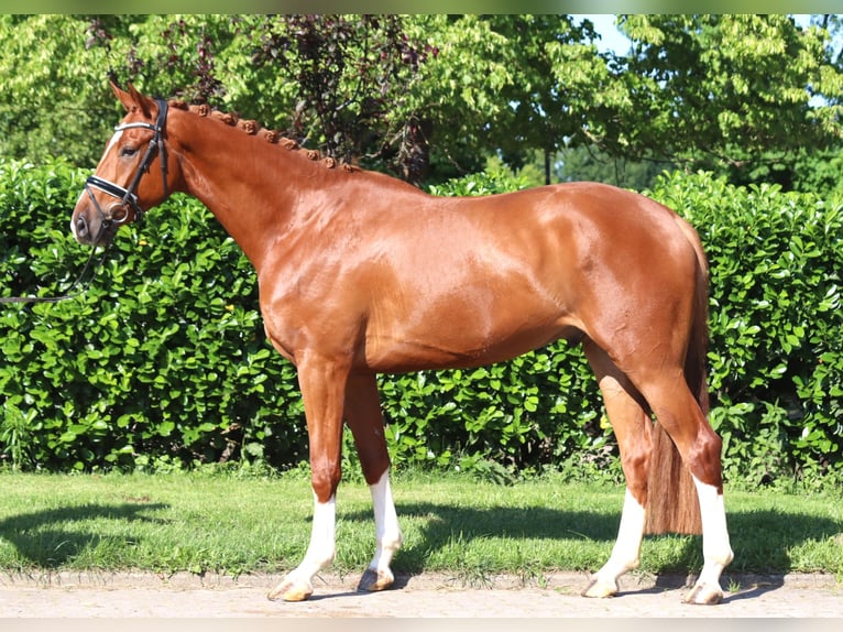 Hanoverian Gelding 4 years 16,2 hh Chestnut-Red in Selsingen