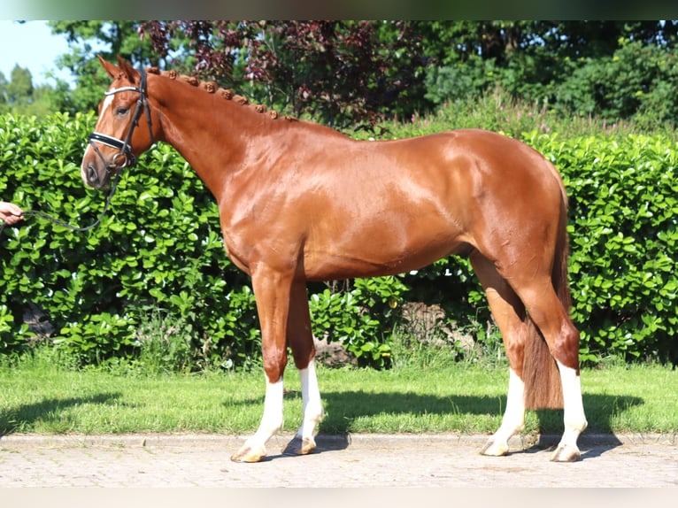 Hanoverian Gelding 4 years 16,2 hh Chestnut-Red in Selsingen