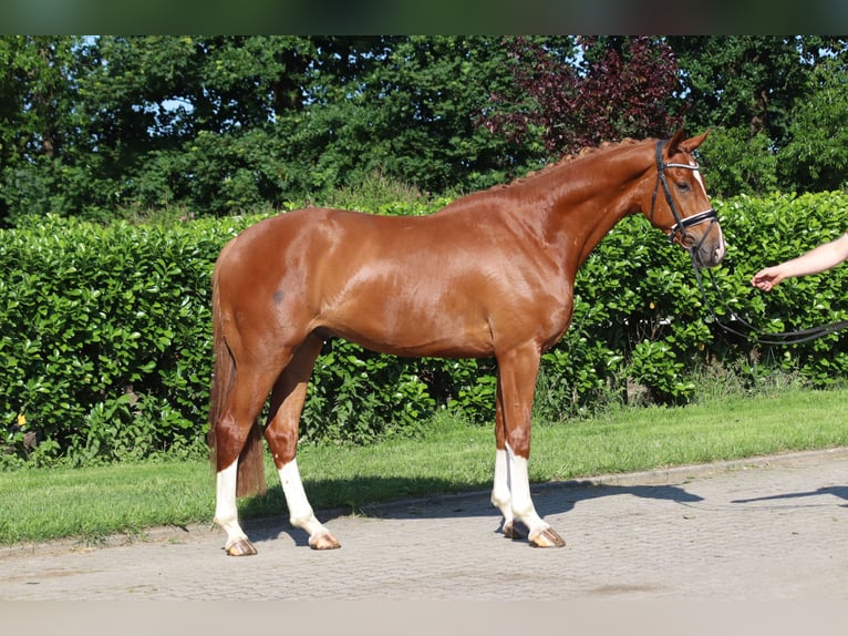 Hanoverian Gelding 4 years 16,2 hh Chestnut-Red in Selsingen