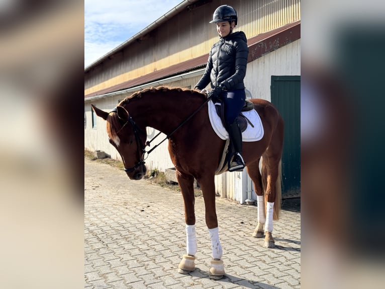 Hanoverian Gelding 4 years 16,2 hh Chestnut-Red in Oettingen in Bayern