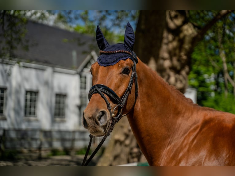 Hanoverian Gelding 4 years 16,2 hh Chestnut-Red in Hamburg