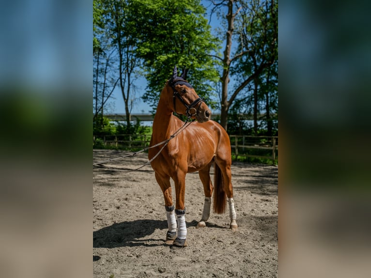 Hanoverian Gelding 4 years 16,2 hh Chestnut-Red in Hamburg
