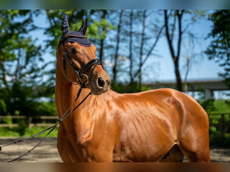Hanoverian Gelding 4 years 16,2 hh Chestnut-Red in Hamburg