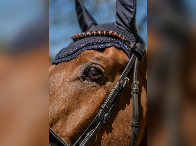 Hanoverian Gelding 4 years 16,2 hh Chestnut-Red in Hamburg