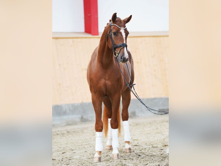 Hanoverian Gelding 4 years 16,2 hh Chestnut-Red in Hohenfelde