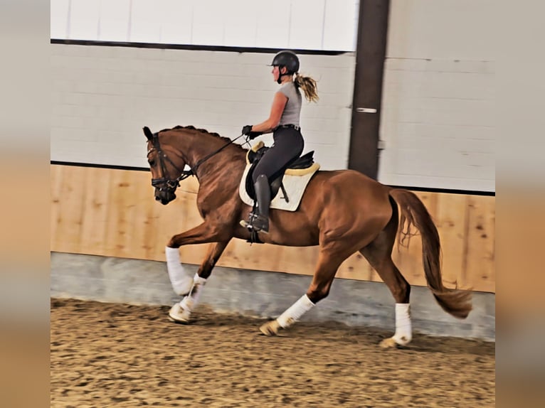 Hanoverian Gelding 4 years 16,2 hh Chestnut-Red in Kempen