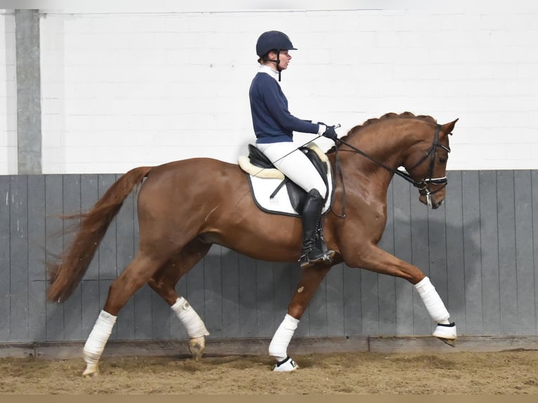 Hanoverian Gelding 4 years 16,2 hh Chestnut-Red in Tiddische