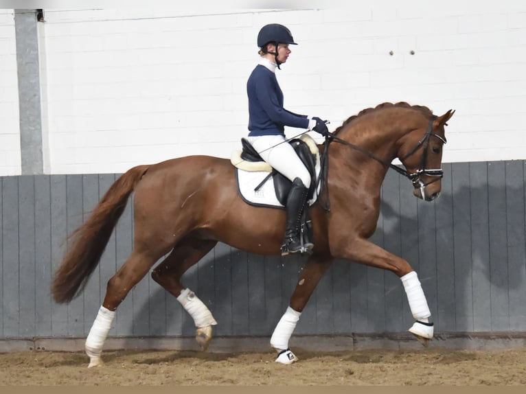Hanoverian Gelding 4 years 16,2 hh Chestnut-Red in Tiddische