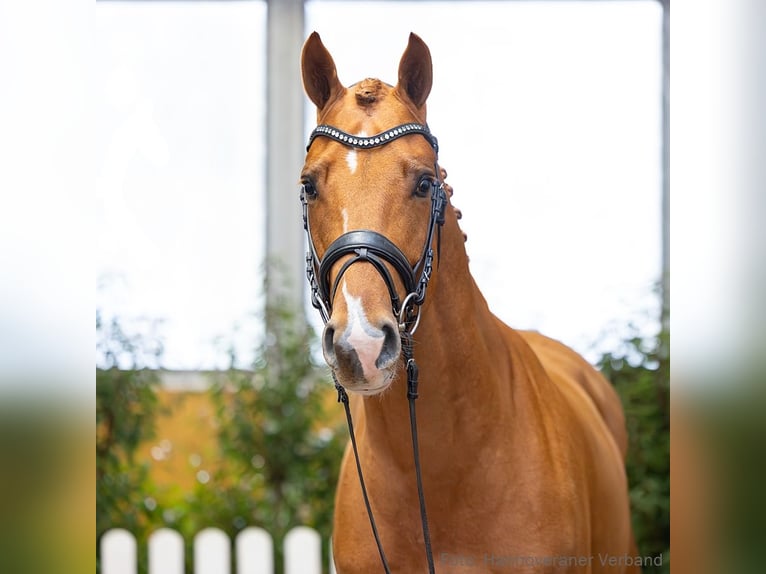 Hanoverian Gelding 4 years 16,2 hh Chestnut-Red in Verden