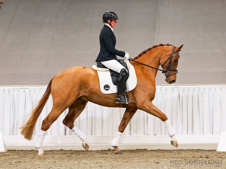 Hanoverian Gelding 4 years 16,2 hh Chestnut-Red in Verden