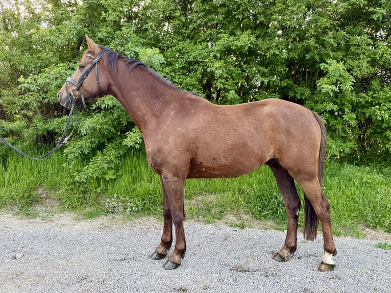 Hanoverian Gelding 4 years 16,2 hh Chestnut in Grevenbroich