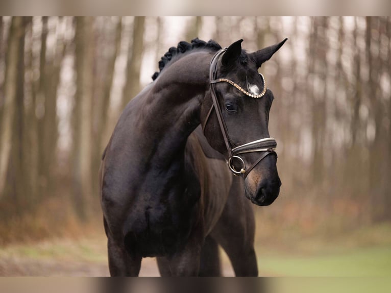 Hanoverian Gelding 4 years 16,2 hh Smoky-Black in Wehringen