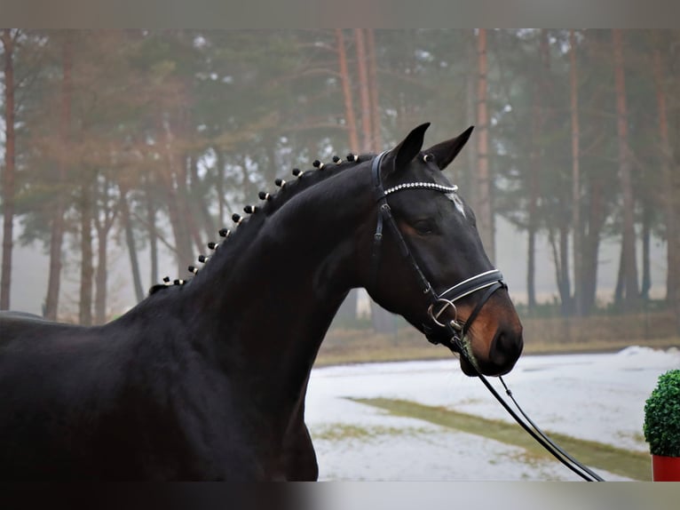 Hanoverian Gelding 4 years 16,2 hh Smoky-Black in Celle