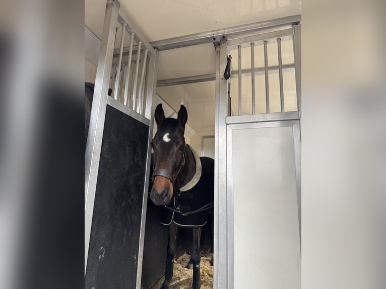 Hanoverian Gelding 4 years 16,3 hh Bay-Dark in Warmsen