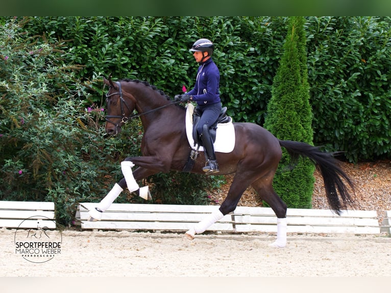 Hanoverian Gelding 4 years 16,3 hh Bay-Dark in Petershagen