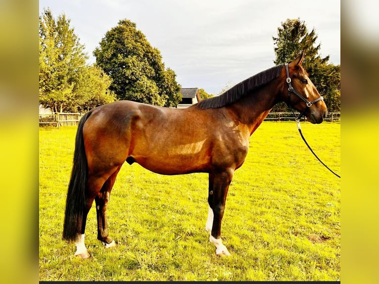 Hanoverian Gelding 4 years 16,3 hh Bay-Dark in Lohmar