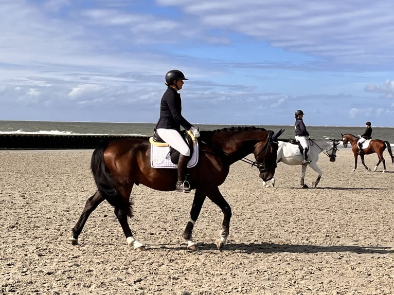 Hanoverian Gelding 4 years 16,3 hh Bay-Dark in Lohmar