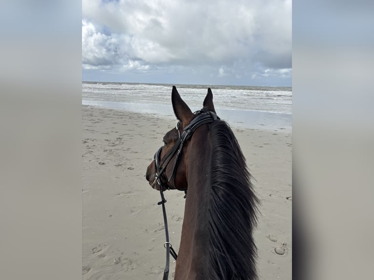 Hanoverian Gelding 4 years 16,3 hh Bay-Dark in Lohmar