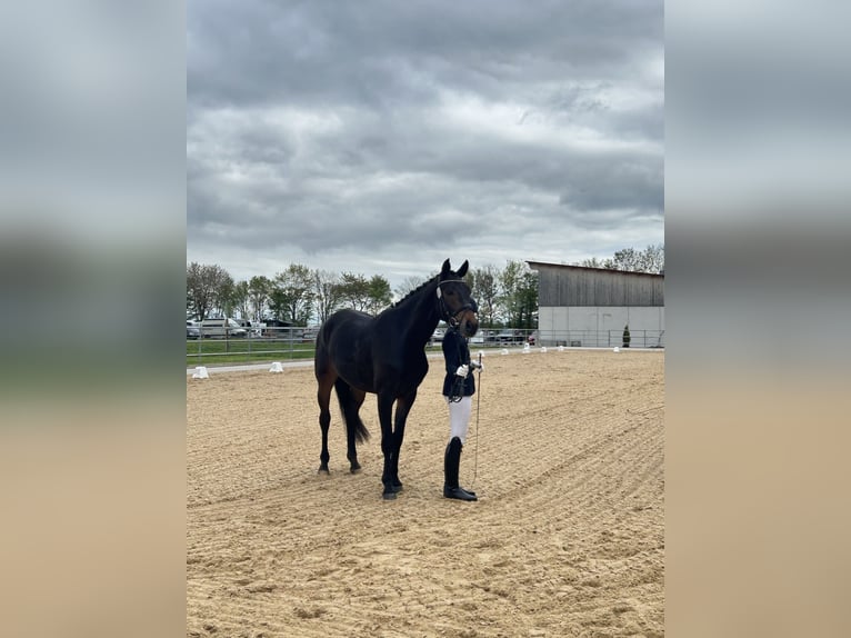 Hanoverian Gelding 4 years 16,3 hh Bay-Dark in Weil