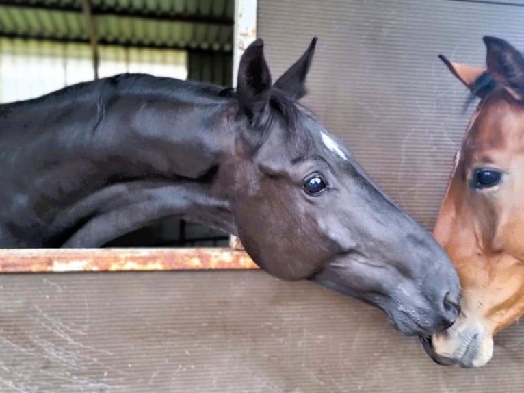 Hanoverian Gelding 4 years 16,3 hh Black in Aurich