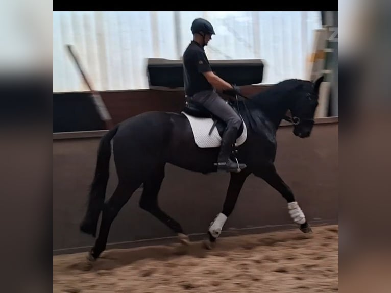 Hanoverian Gelding 4 years 16,3 hh Black in Nordhorn