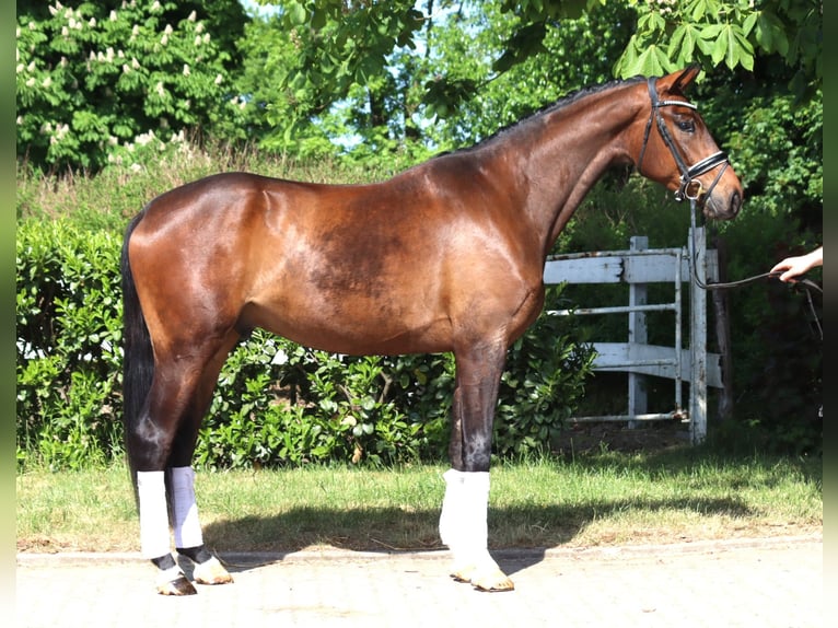 Hanoverian Gelding 4 years 16,3 hh Brown in Selsingen