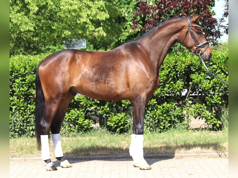 Hanoverian Gelding 4 years 16,3 hh Brown in Selsingen