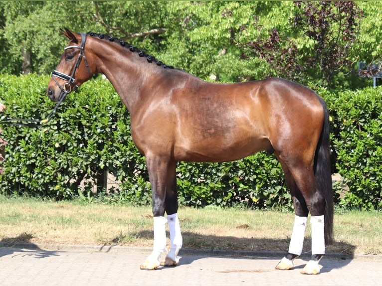 Hanoverian Gelding 4 years 16,3 hh Brown in Selsingen