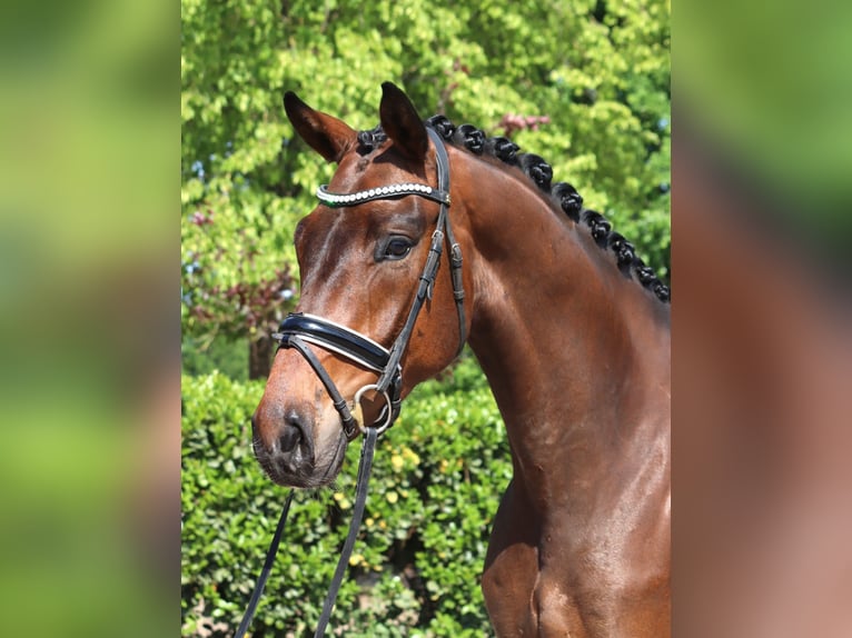 Hanoverian Gelding 4 years 16,3 hh Brown in Selsingen