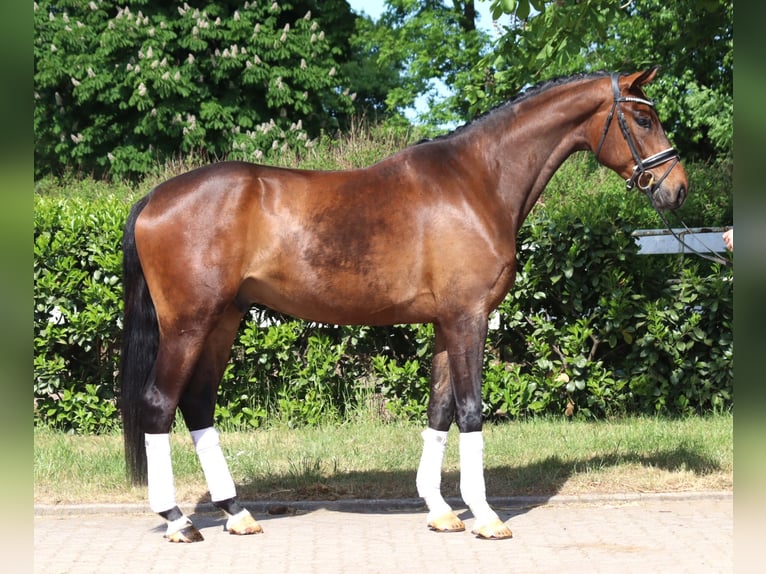 Hanoverian Gelding 4 years 16,3 hh Brown in Selsingen