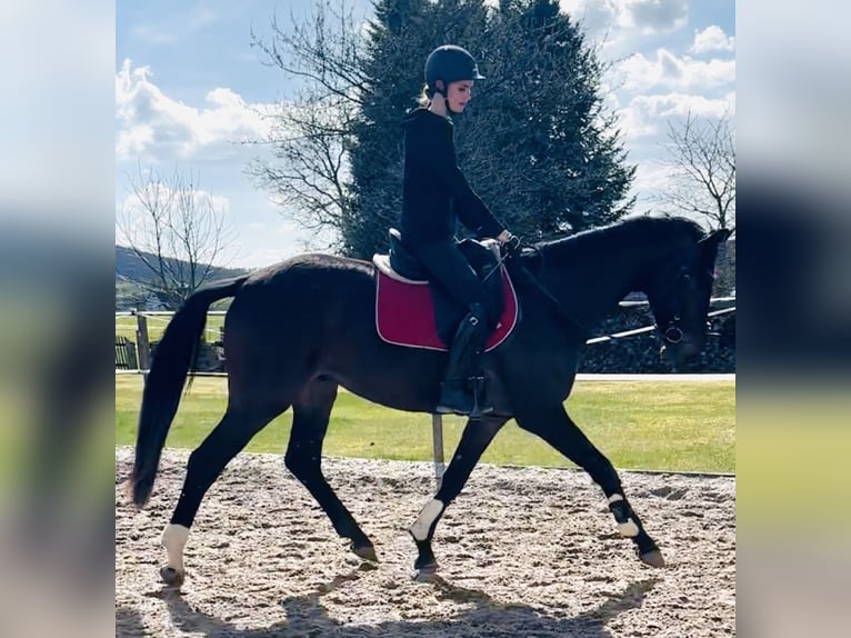 Hanoverian Gelding 4 years 16,3 hh Brown in Dransfeld