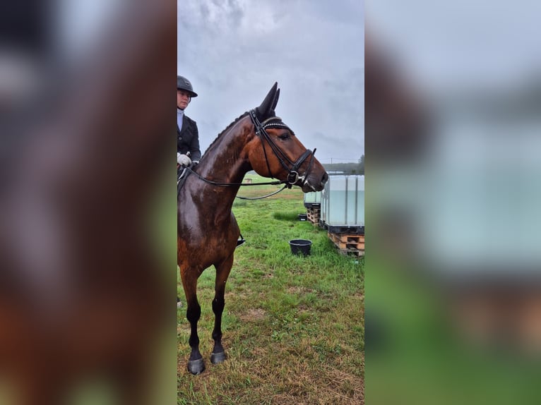Hanoverian Gelding 4 years 16,3 hh Brown in Windeck