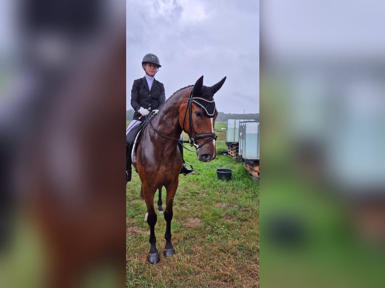 Hanoverian Gelding 4 years 16,3 hh Brown in Windeck
