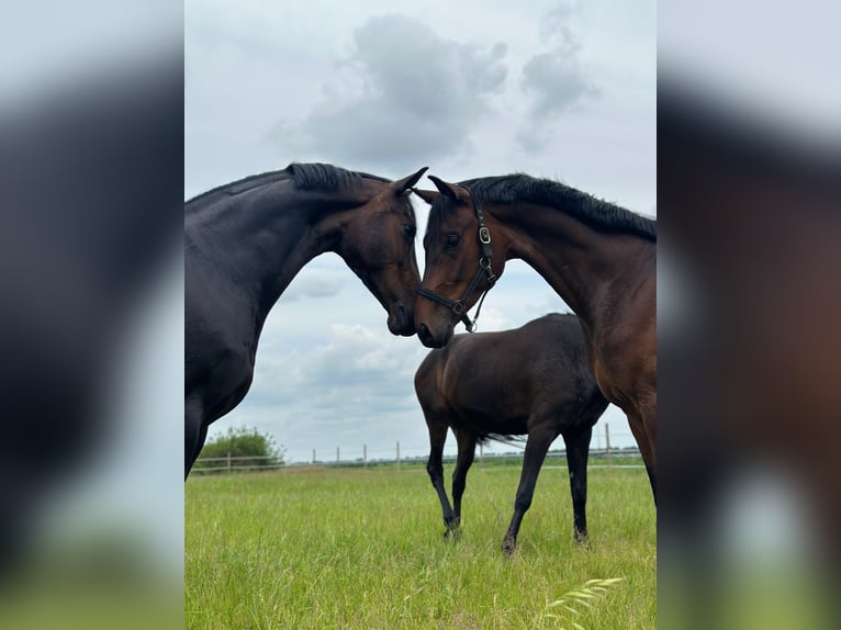 Hanoverian Gelding 4 years 16,3 hh Brown in Twist