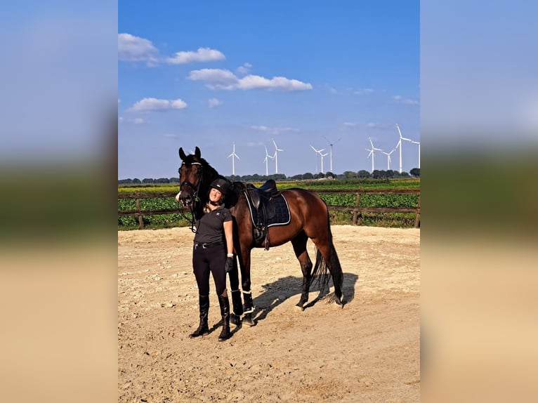 Hanoverian Gelding 4 years 16,3 hh Brown in Twist