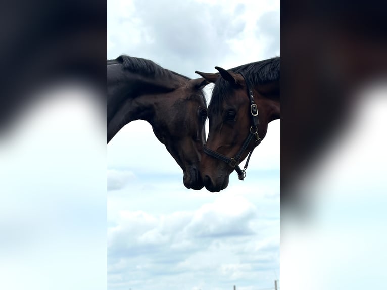 Hanoverian Gelding 4 years 16,3 hh Brown in Twist