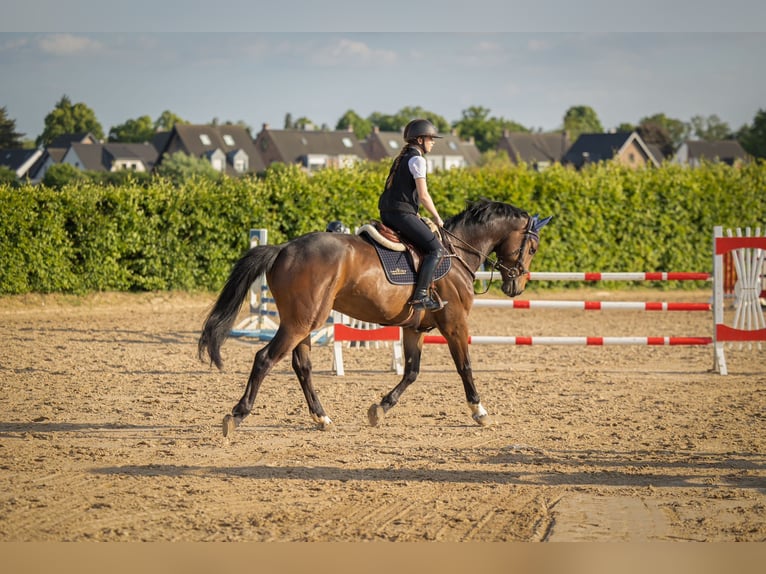 Hanoverian Gelding 4 years 16,3 hh Brown in Grevenbroich