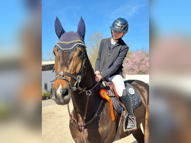 Hanoverian Gelding 4 years 16,3 hh Brown in Grevenbroich