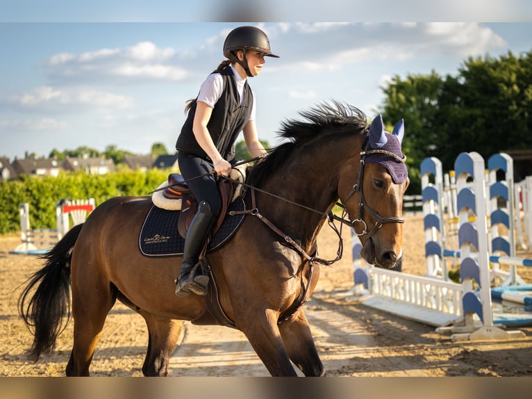 Hanoverian Gelding 4 years 16,3 hh Brown in Grevenbroich