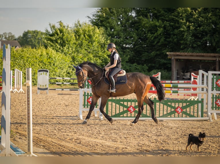Hanoverian Gelding 4 years 16,3 hh Brown in Grevenbroich