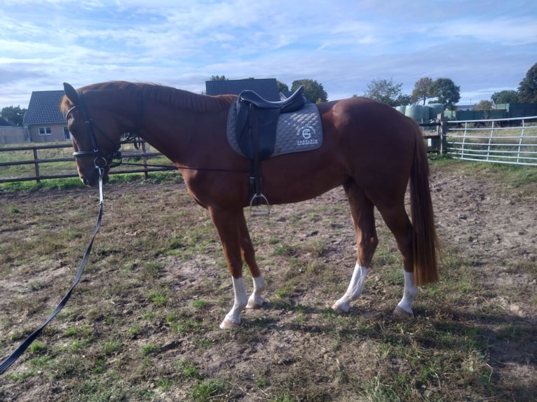 Hanoverian Gelding 4 years 16,3 hh Chestnut-Red in Ahlerstedt