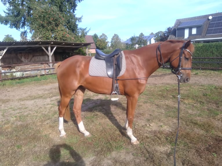 Hanoverian Gelding 4 years 16,3 hh Chestnut-Red in Ahlerstedt