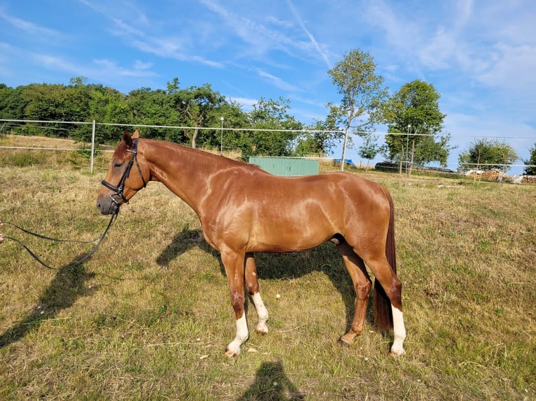 Hanoverian Gelding 4 years 16,3 hh Chestnut-Red in Frielendorf