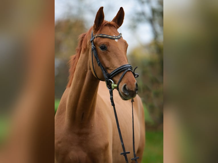 Hanoverian Gelding 4 years 16,3 hh Chestnut-Red in Rickling