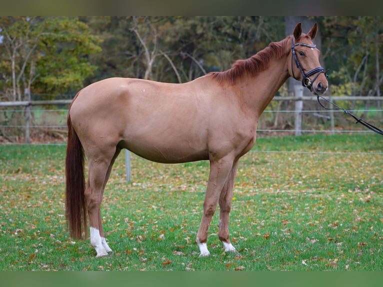 Hanoverian Gelding 4 years 16,3 hh Chestnut-Red in Rickling
