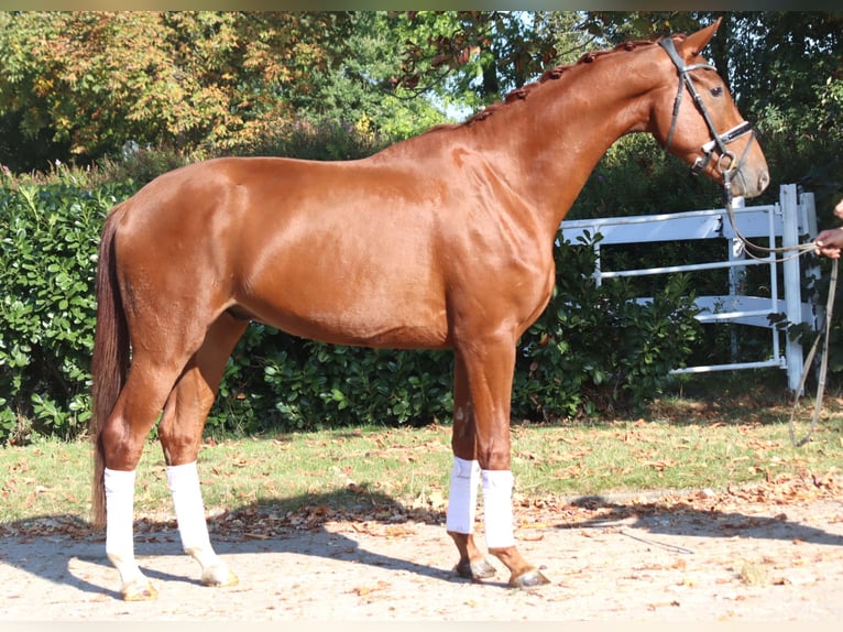 Hanoverian Gelding 4 years 16,3 hh Chestnut-Red in Selsingen