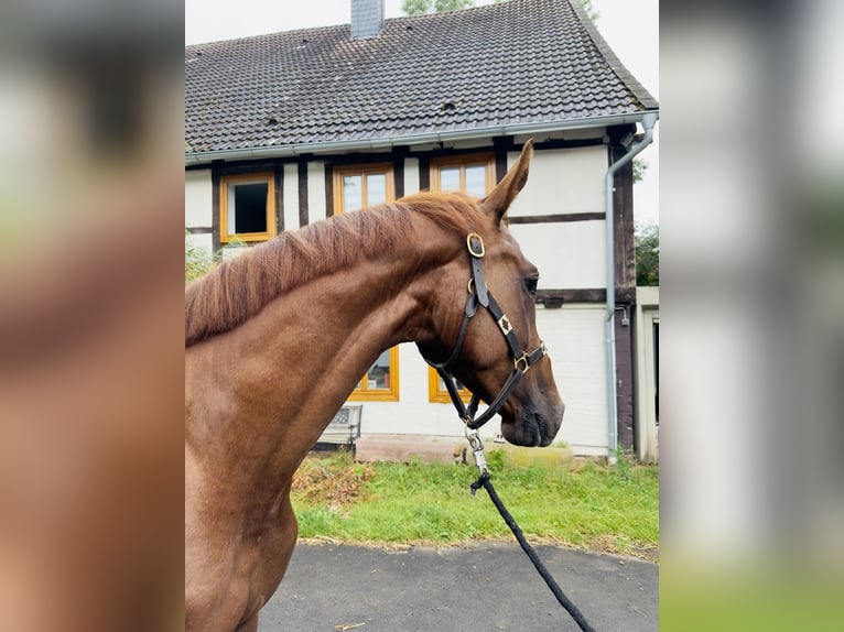 Hanoverian Gelding 4 years 16,3 hh Chestnut-Red in Vechelde