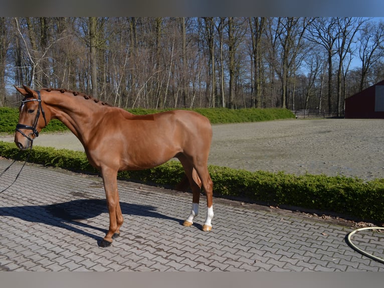 Hanoverian Gelding 4 years 16,3 hh Chestnut-Red in Visbek